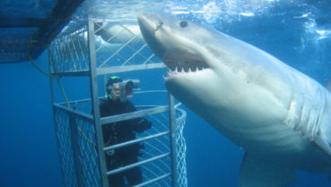 Great White Bite