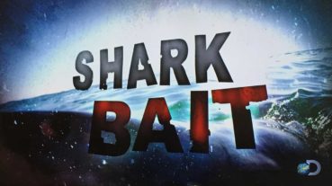 Shark Bait